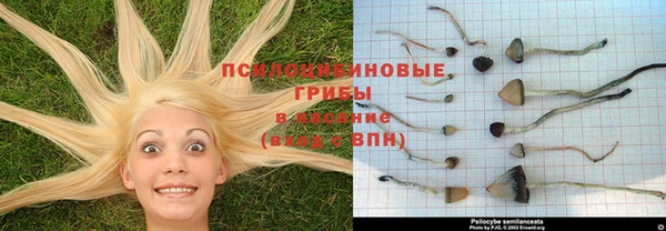 индика Аркадак